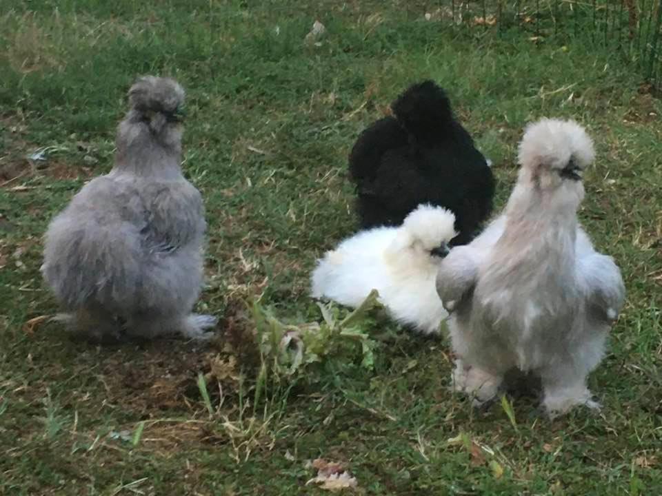 Agriturismo Il Podere Vedelago Con San Bernardo, Alpaca E Una Pentola Di Cose Da Scoprire Exterior foto