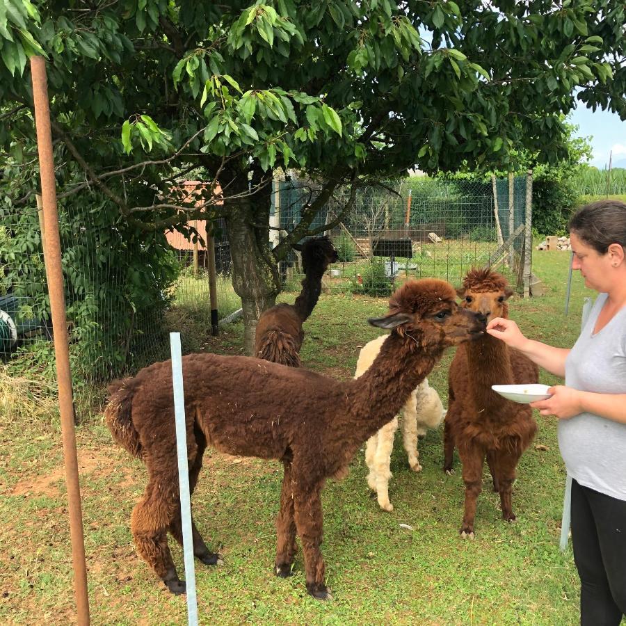 Agriturismo Il Podere Vedelago Con San Bernardo, Alpaca E Una Pentola Di Cose Da Scoprire Exterior foto