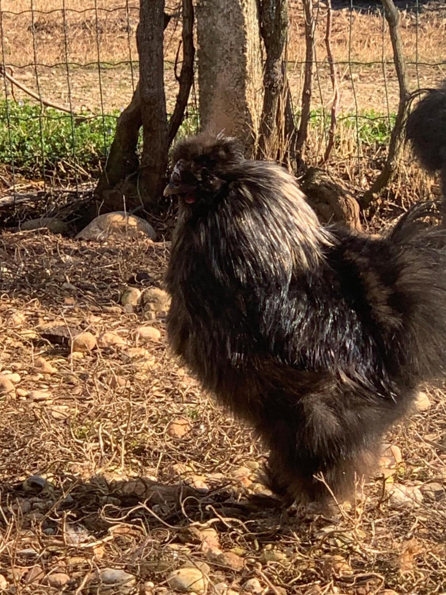 Agriturismo Il Podere Vedelago Con San Bernardo, Alpaca E Una Pentola Di Cose Da Scoprire Exterior foto