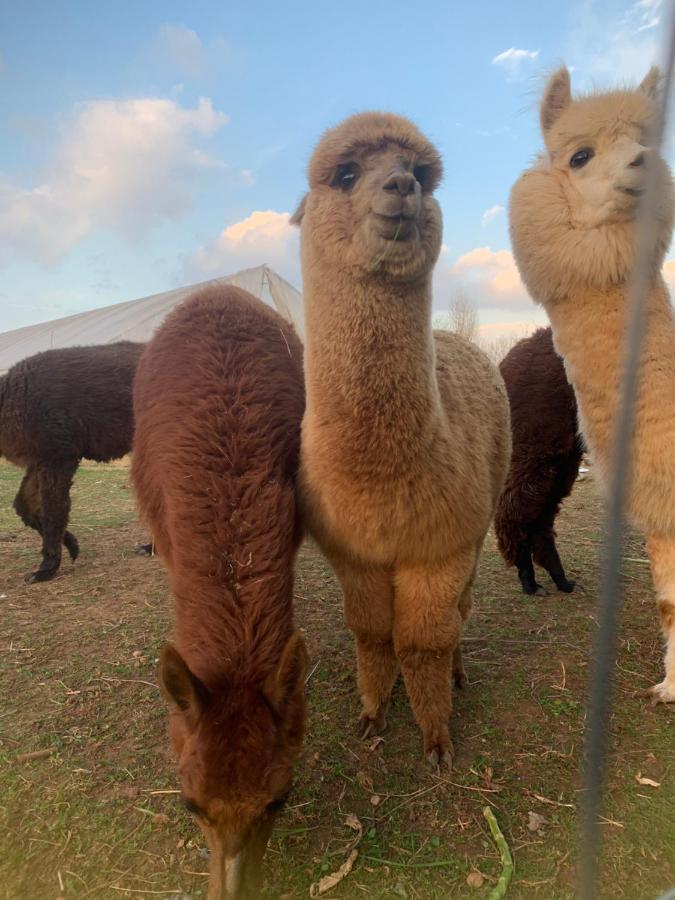 Agriturismo Il Podere Vedelago Con San Bernardo, Alpaca E Una Pentola Di Cose Da Scoprire Exterior foto