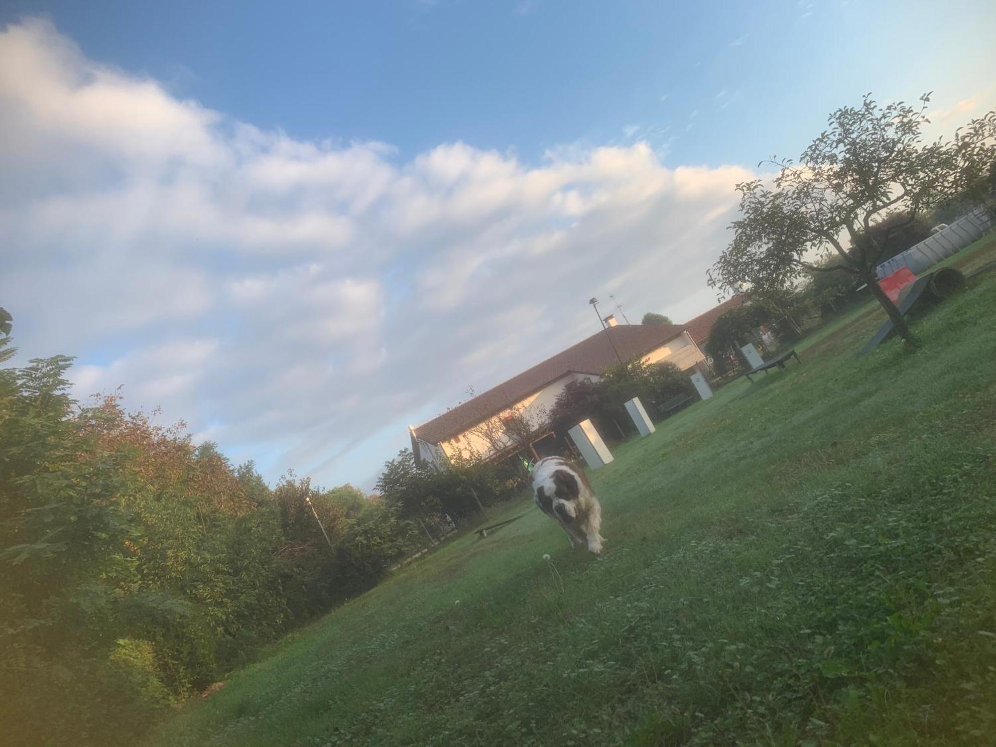 Agriturismo Il Podere Vedelago Con San Bernardo, Alpaca E Una Pentola Di Cose Da Scoprire Exterior foto