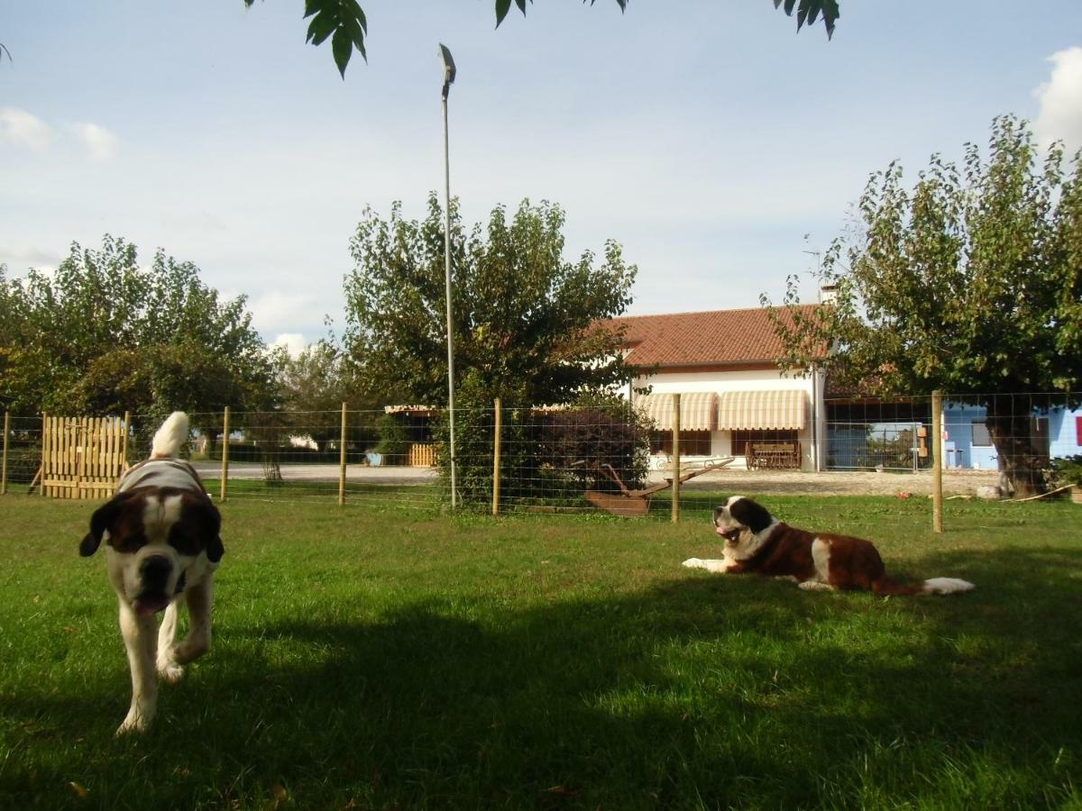 Agriturismo Il Podere Vedelago Con San Bernardo, Alpaca E Una Pentola Di Cose Da Scoprire Exterior foto